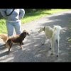 Indi (12 Monate) problemlose Hundebegegung